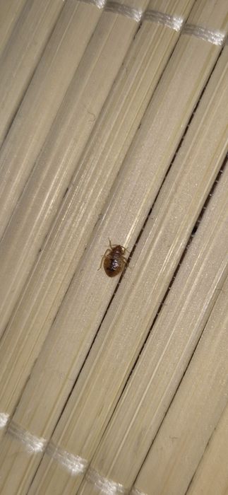 Servicii profesionale deratizare și dezinsecție - ploșnite , gândaci