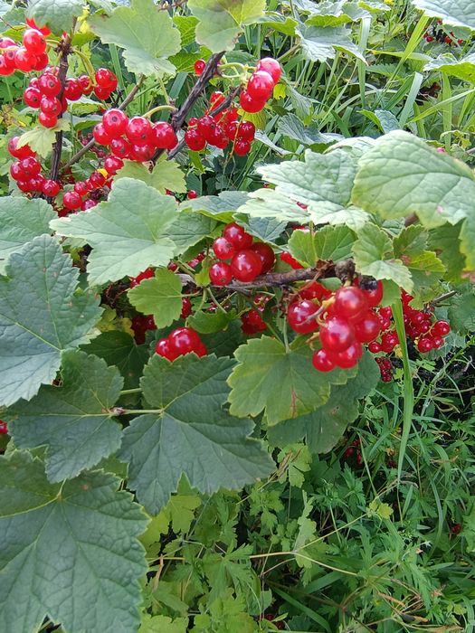 Продам дачу СТ" Горизонт"