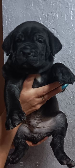 Продам щенков Кане Корсо