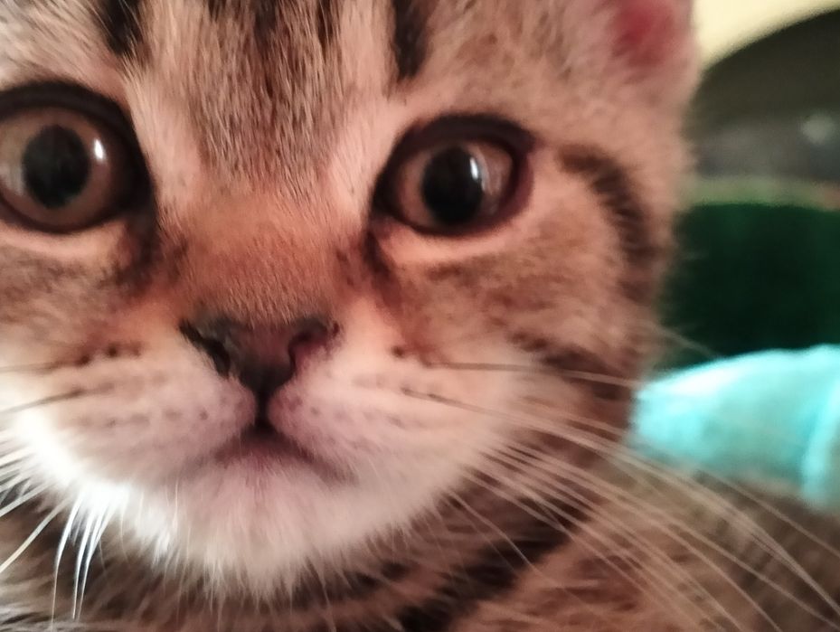 Котенок 2 мес британский короткошёрстный