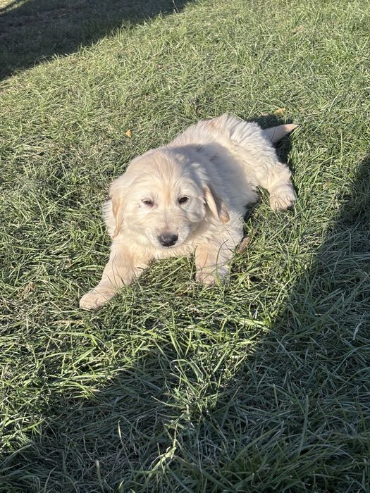 Голдън  Ретривър кученца