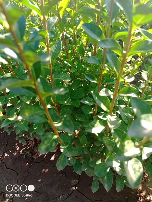 Легуструм  на гол корен -вечнозелен готов за жив  плет!070-1,10см