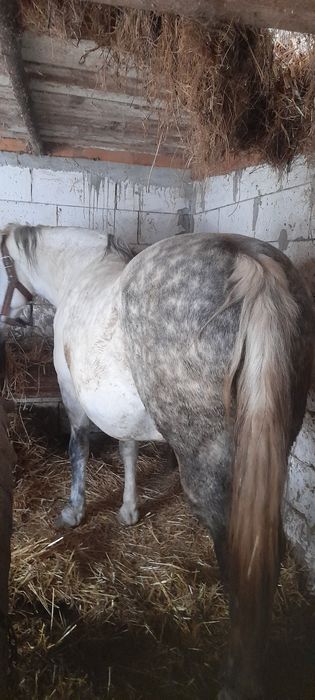 Vând iapă de vânzare merge la căruță e blândă nu dă cu picioarele