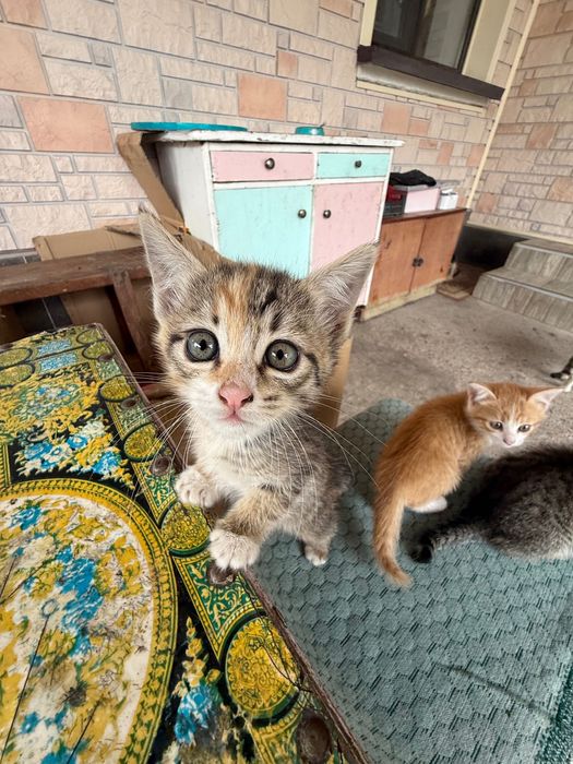 Котята. 2 месяца.