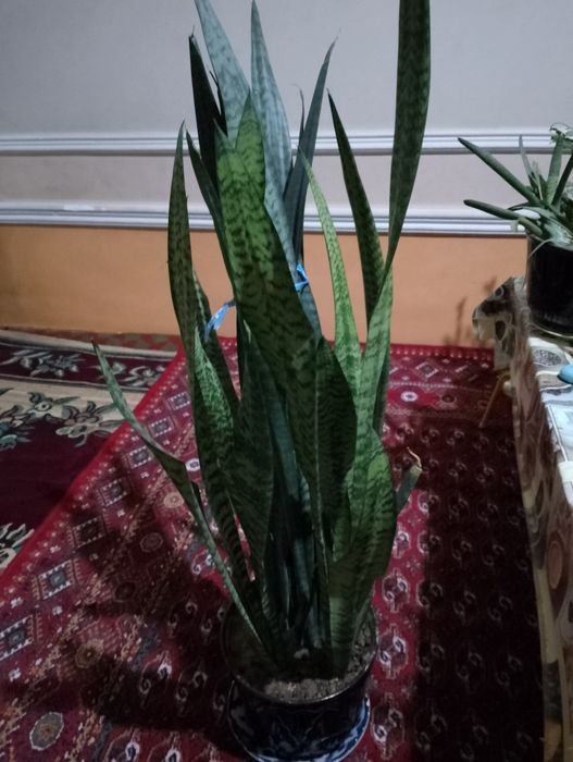 Гуллар сотилади асосан офисларда куйилади