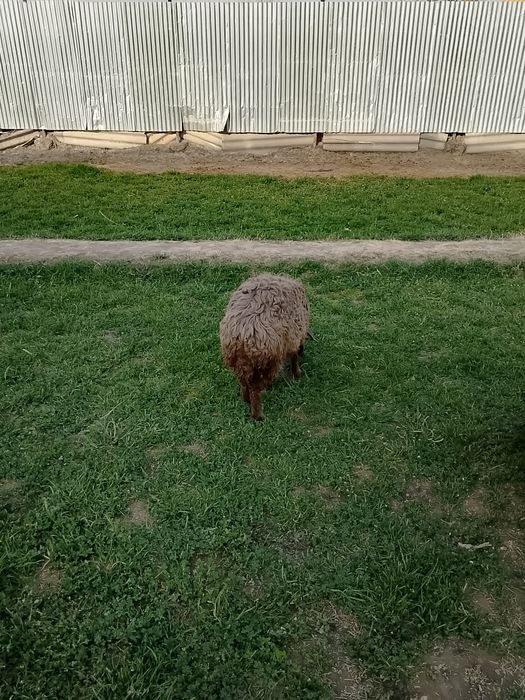 Qochqor va Moda barralar soriladi