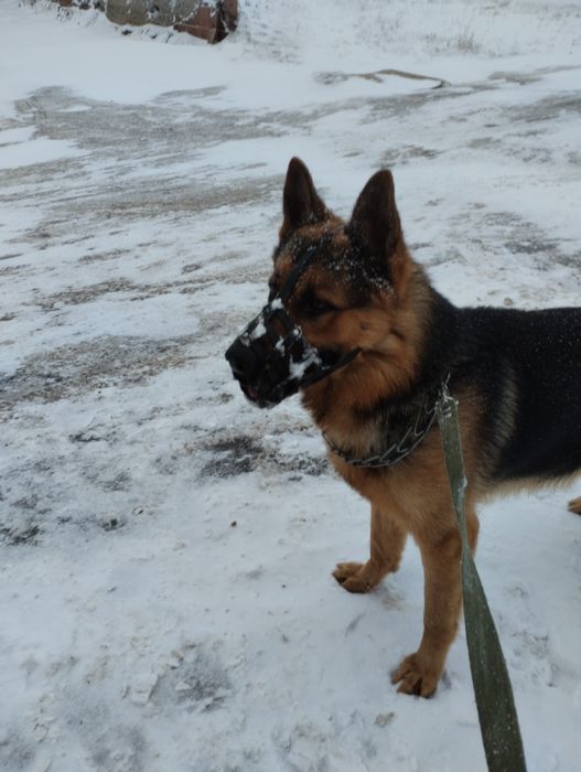 Животные вязка собак