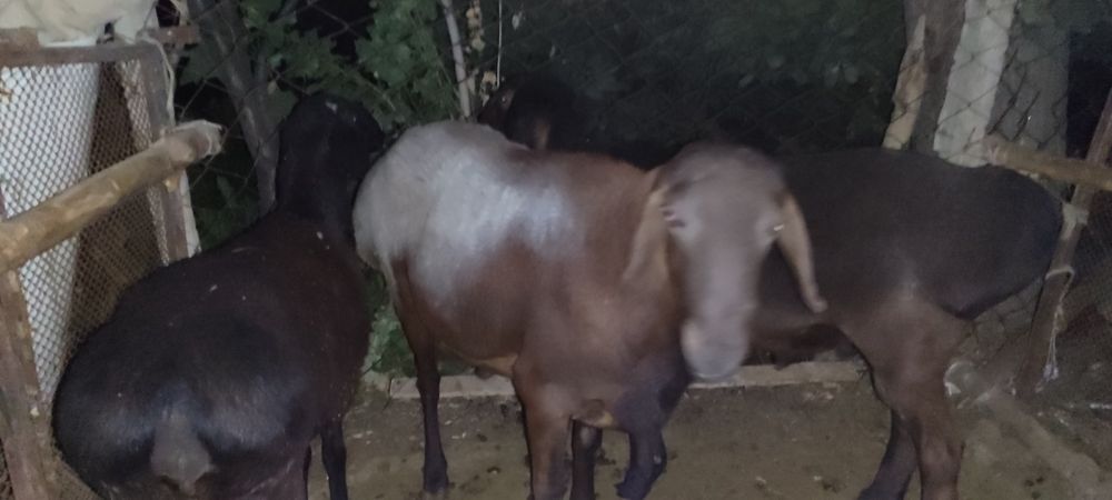 Kotta va qozi Qochqorla sotamiz