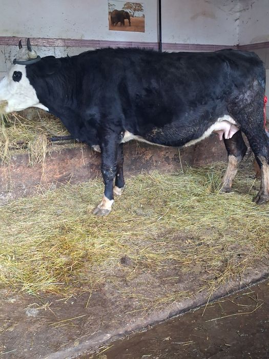 Vand sau schimb cu vacă de Tăiere