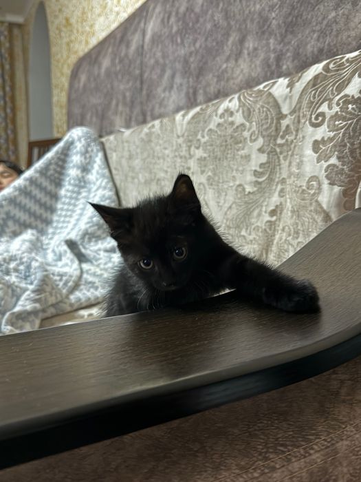 КОТЯТА! отдам в добрые и ответственные руки