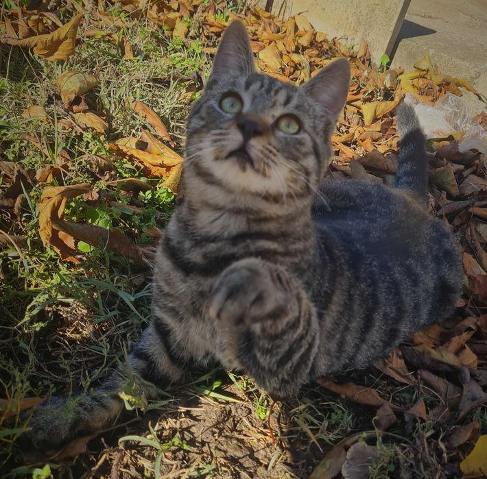 Двама красиви, гальовни господа си търсят любящи стопани