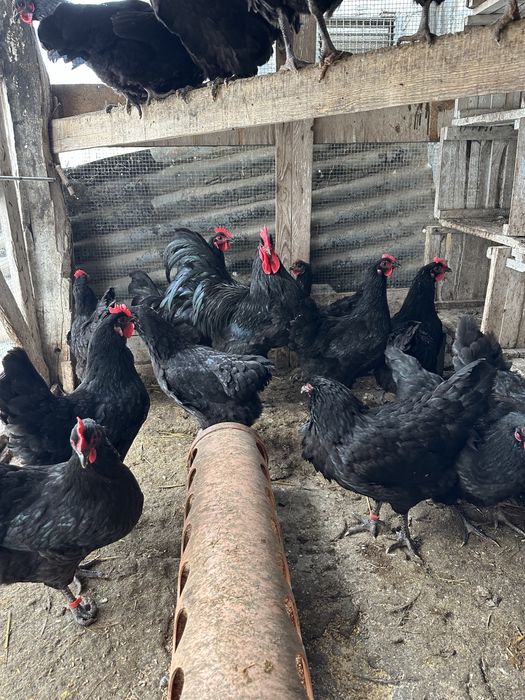Gaini ouatoare rasa Australorp