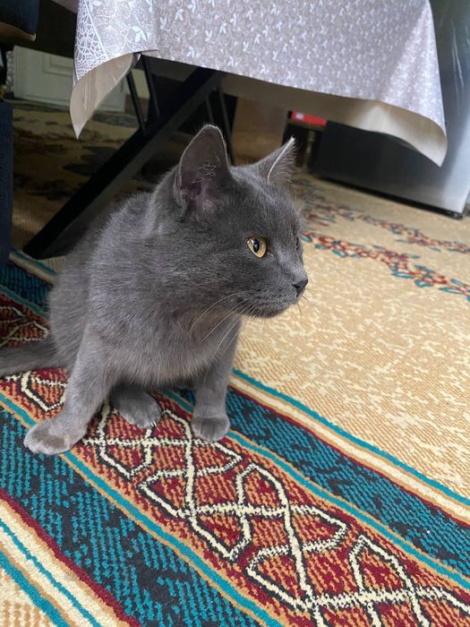 British Shorthair mushuk sotiladi