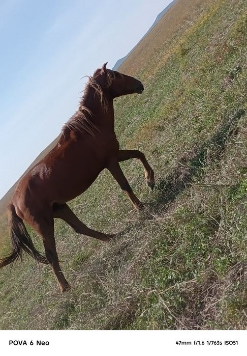 Дөнен айғыр сатылады