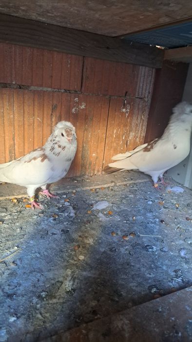 Vând porumbei pestriti baltat