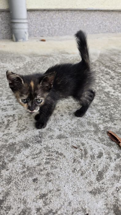 Donez pui pisica, pisicute calico