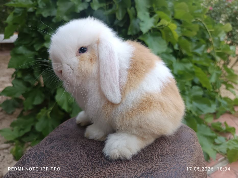 Карликовый кролик