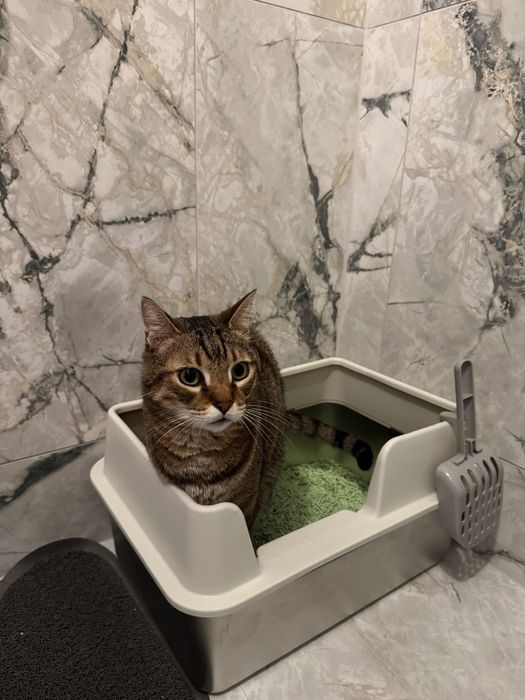 Litiere pisici din INOX ușor de curățat