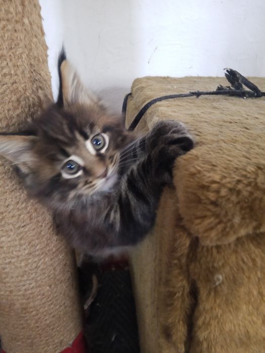 Продаются Мейн кун