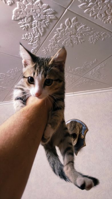 Котейка ищет новый дом