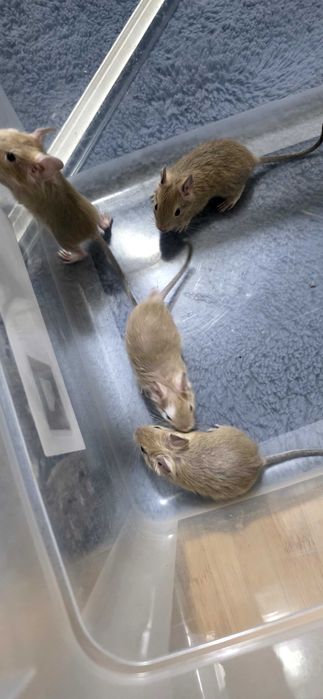 Donez pui veverita Degu, zona Militari