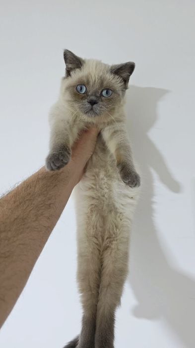 шотландские котята