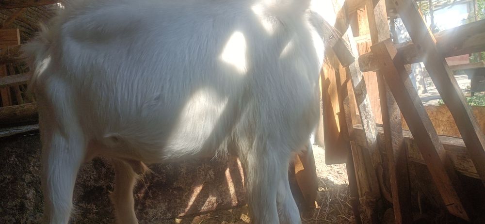 Така бор кочириш учун тоза занен боласи