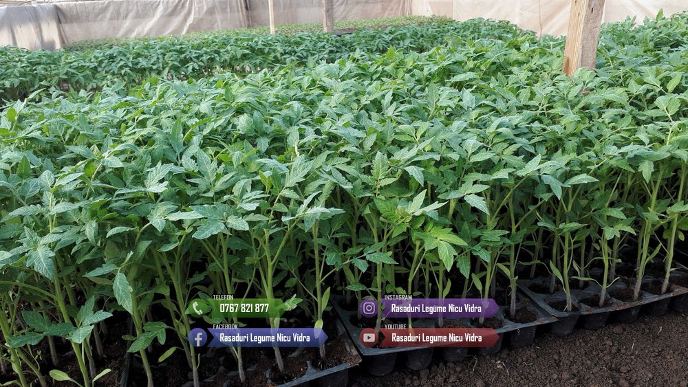 Rasad de rosii / Rasaduri rosii, vinete, ardei, alte rasaduri legume