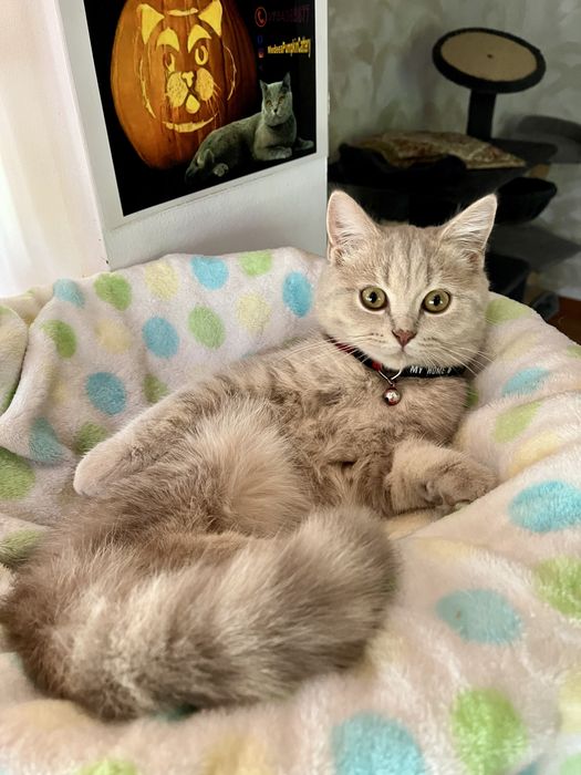 British shorthair golden