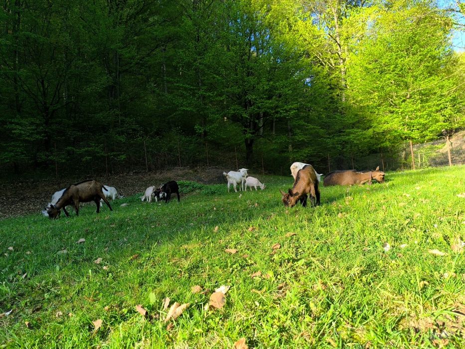 Lapte si produse de capra 100% Bio