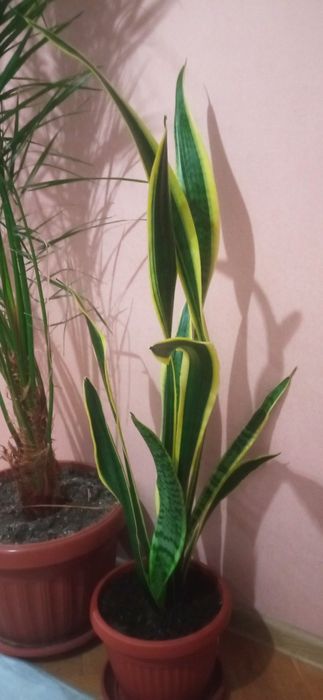 Сансевиера , меч