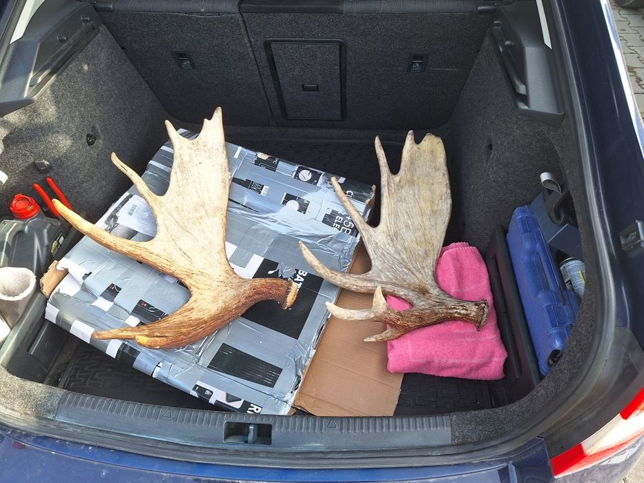 Vând coarne elan, cerb trofeu