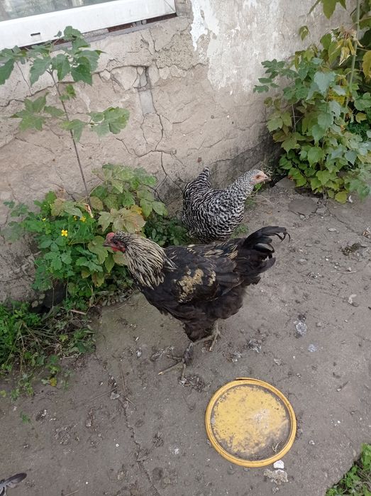Продам домашних породистых кур в Астане.