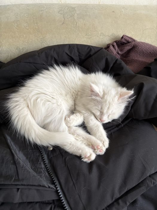 Отдадим двух кошек бесплатно в одни руки