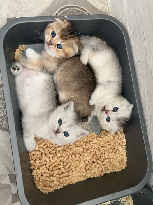 Уральск шотланские котята