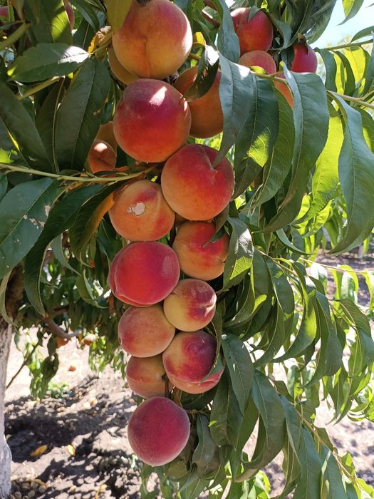 PERFECT HOUSE! Къща до морето + 1 дка овощна градина. СПЕШНО!