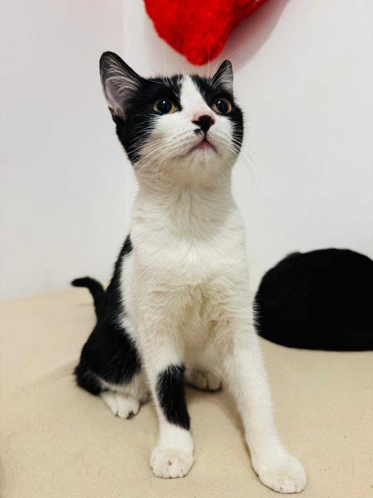 I want to sell cat