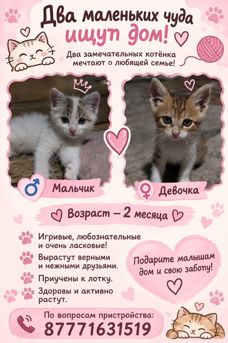 Два котенка в добрые руки