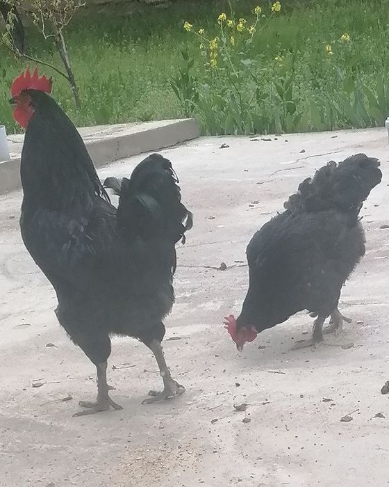 Tovuq va xoroz sotiladi