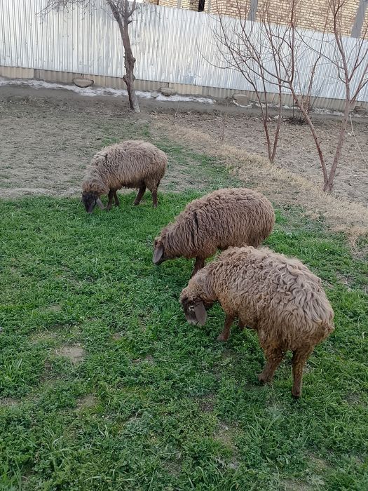 Qochqor va Moda barralar soriladi