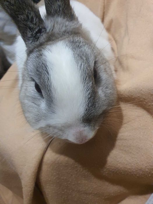 Продам  срочно  Кроликов