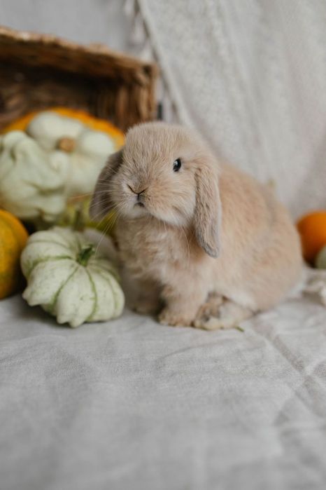 Минилоп кролик декоративные