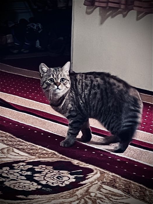 Scottish мраморный, готов к вязке