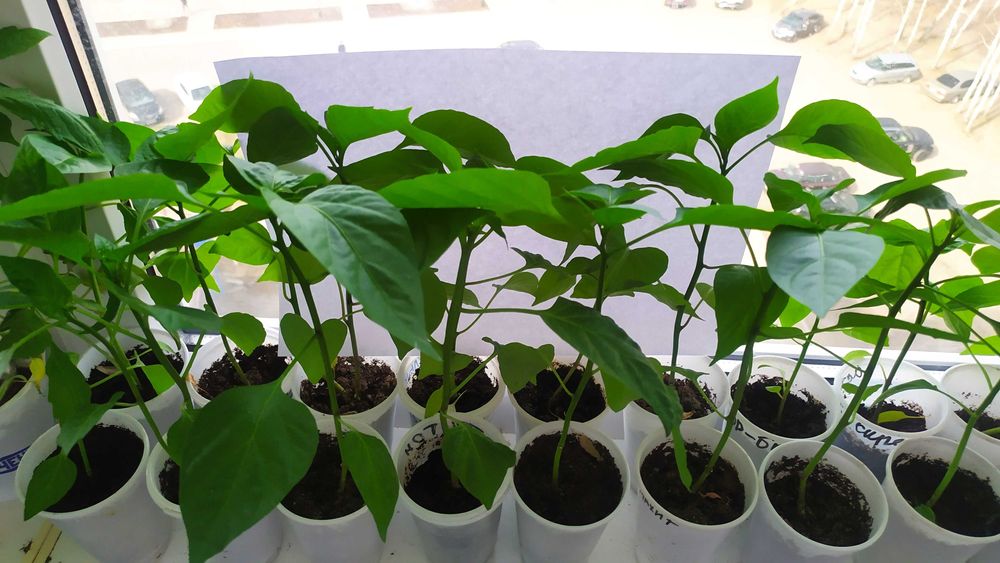 Продам рассаду перца