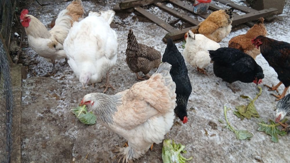 Oua bio de incubat sau consum.