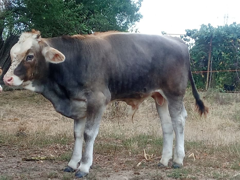 Vând vițeii sugarii