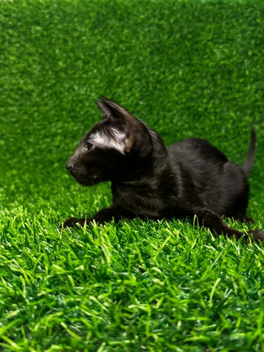 Котята Ориентальные