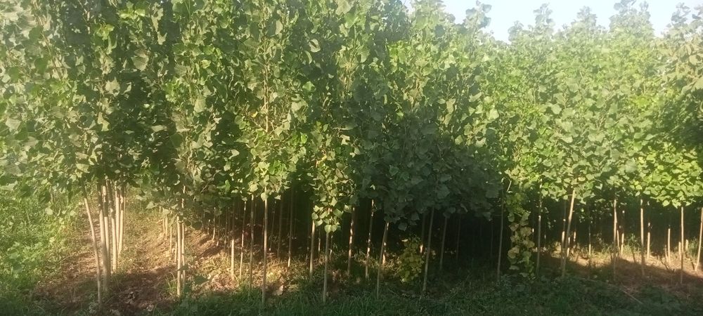 Калифорния терек