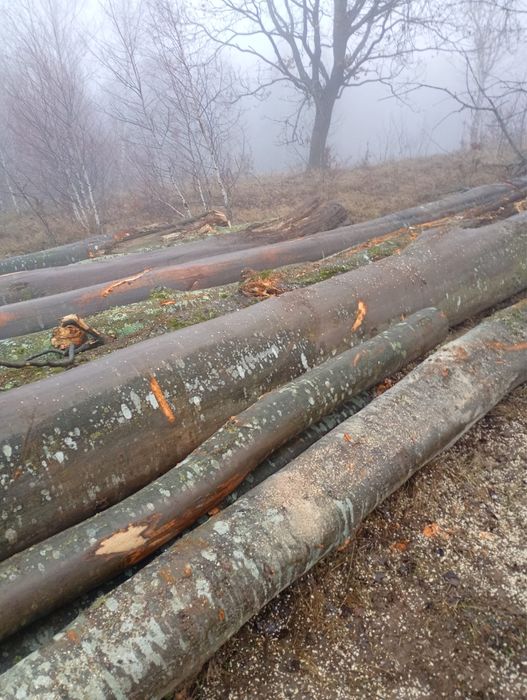 Lemn de foc sau lemn de lucru