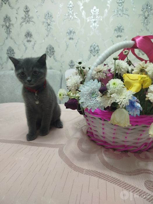 Продали Шеншилла мушукча сотилади